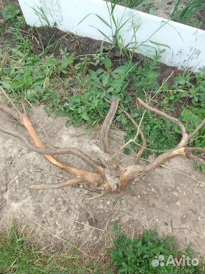 Коряга для аквариума