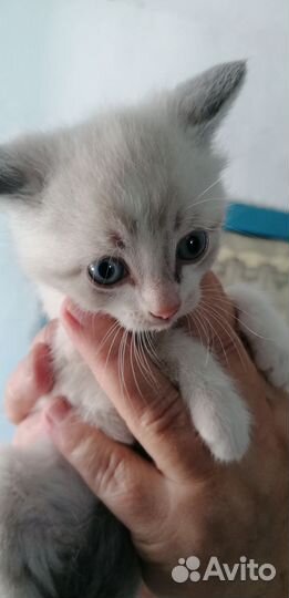 Сиамские котята бесплатно