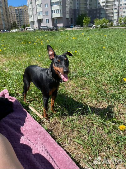 Цвергпинчер