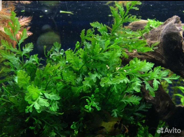 Растения для аквариума и тетраселмис