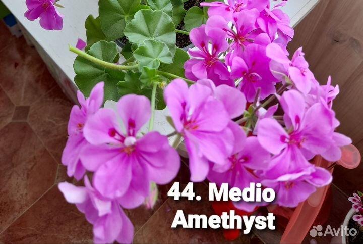 Укорененные черенки плющелистной пеларгонии