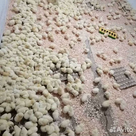 Цыплята бройлеры кобб 500