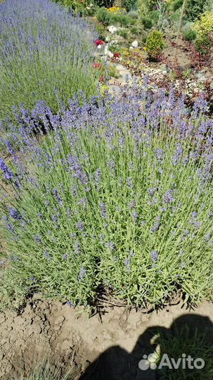 Лаванда розовая в горшочках