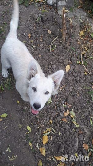 Отдам в добрые руки