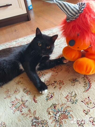 Черный кот в дар