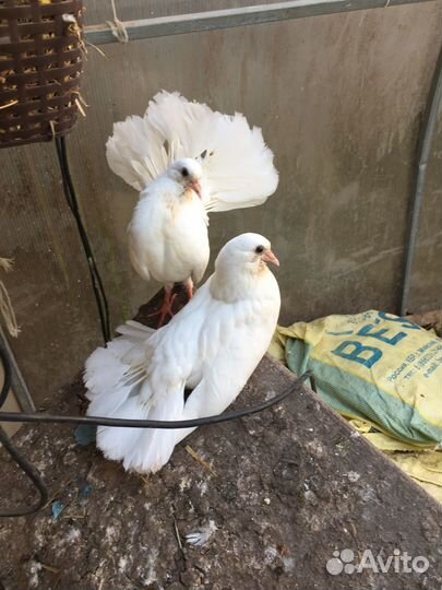 Голуби павлины