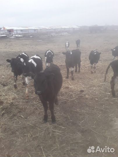 Телочки и бычки от 1 месяца