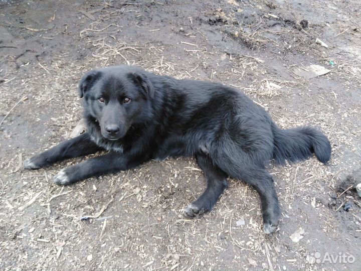 Собака в добрые руки