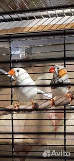 Зебровые амадины