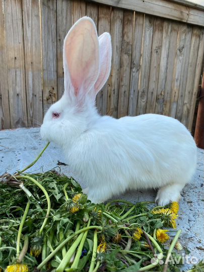 Кролики мясных пород Ризен