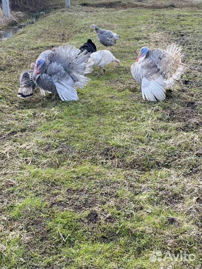 Инкубационное яйцо индейки