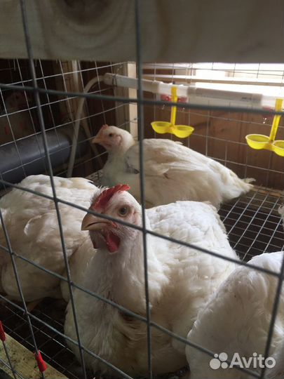 Мясо цыплят бройлера