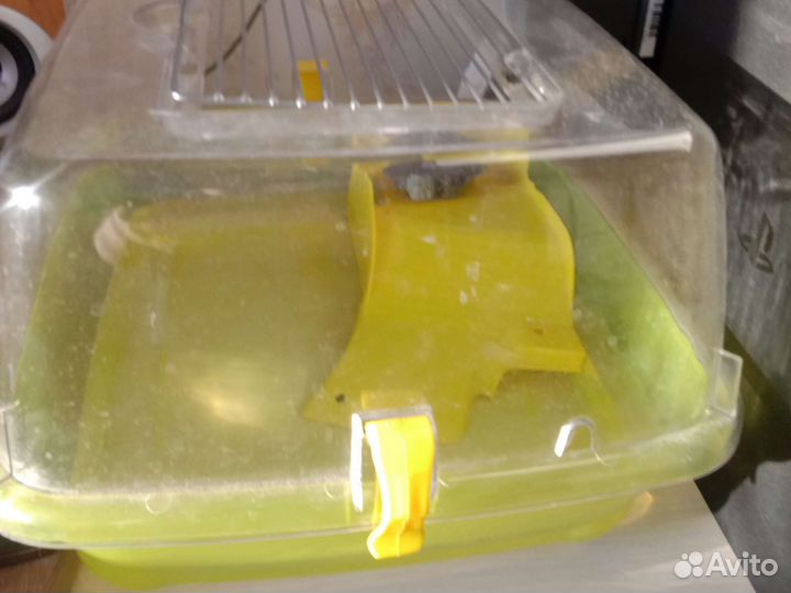 Красноухая черепаха с аквариумом и кормом