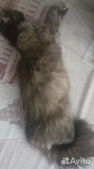 Кошка с котенком в заботливые руки