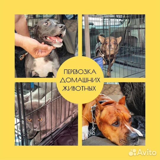 Перевозка животных, зоотакси