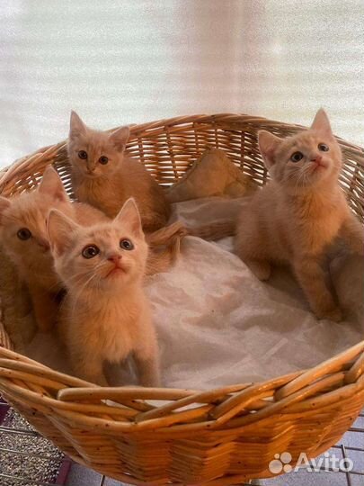 Котята в поиске дома