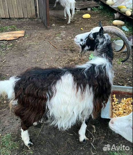 Коза дойная 2 шт