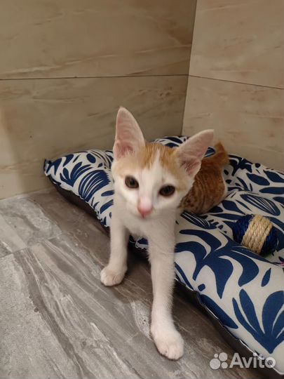 Зоогостиница Передержка животных Догситтер