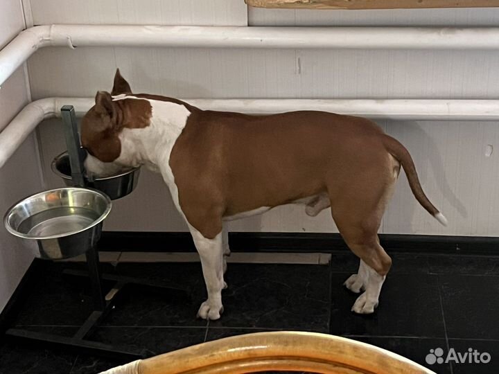 Вязка собак