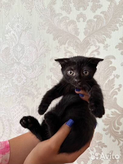 Пушистики в добрые руки