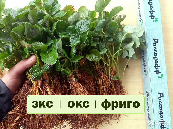 Рассада клубники. Оптом