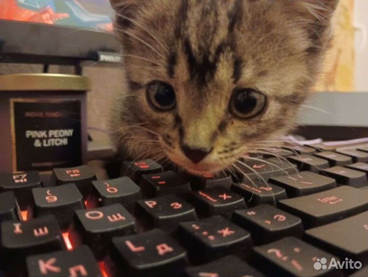 Котенок в добрые руки