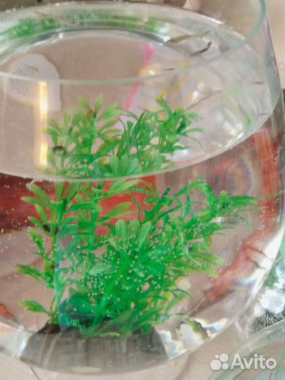 Аквариумные рыбки гуппи