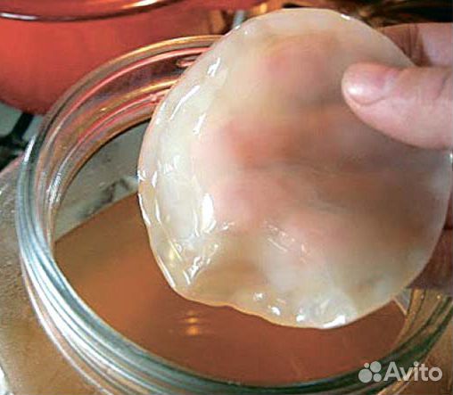 Чайный гриб