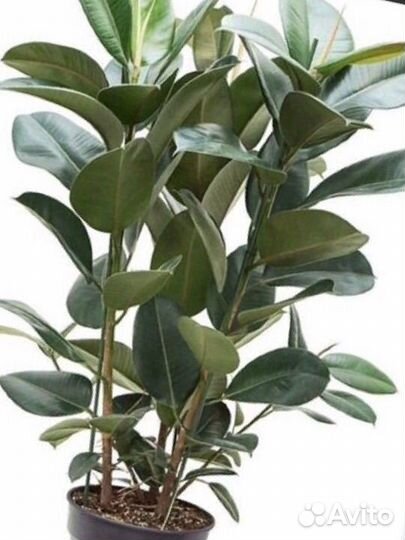 Комнатные растения