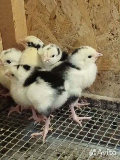 Цыплята леггорн далматинец