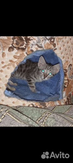 Милые котята