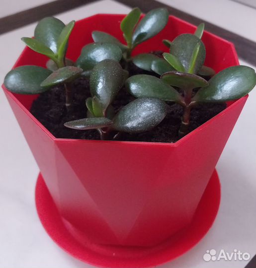 Денежное дерево, ростки толстянки