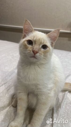 Кот