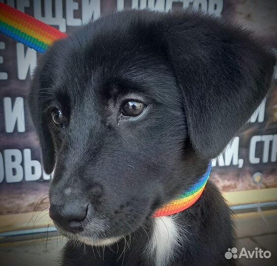 Щенок лабрадора метис