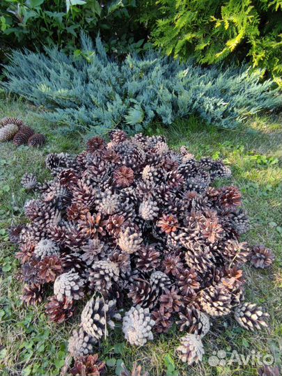 Шишки сосновые