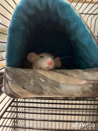 Декоративная крыса дамбо