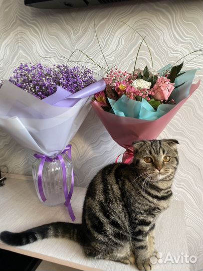 Шотландская вислоухая кошка бесплатно