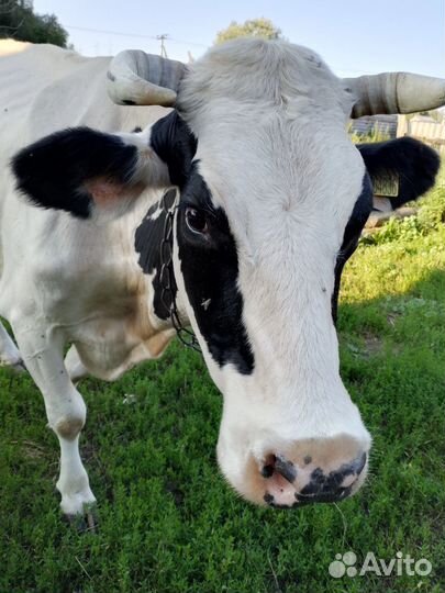 Корова дойная