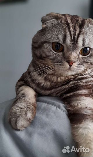 Шотландский вислоухий кот для вязки