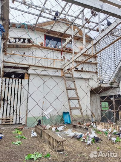 Продам голубей