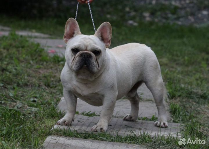 Еврик - кобель для вязки)