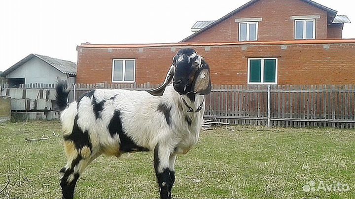 Нубийский породистый козёл для вязки