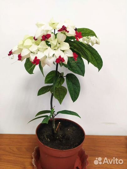 Клеродендрум томпсон