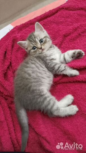 Шотландские котята