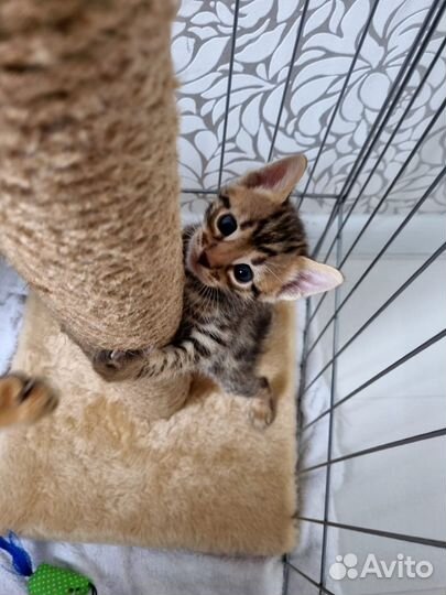 Бенгальские котята