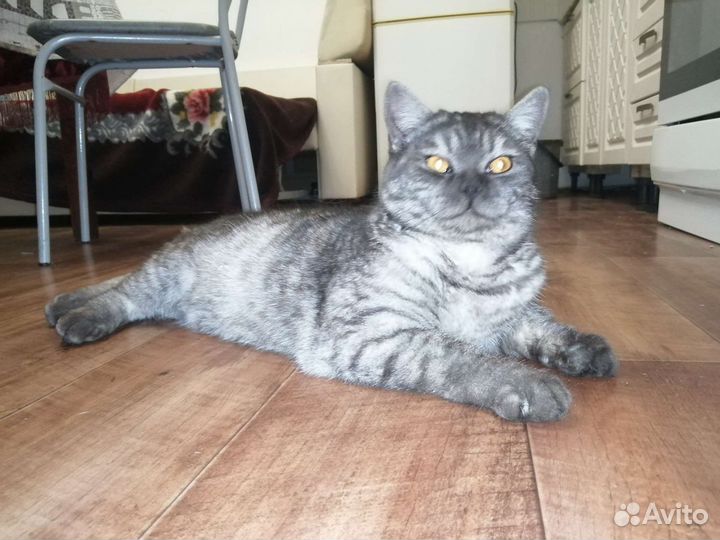 Британский кот на вязку