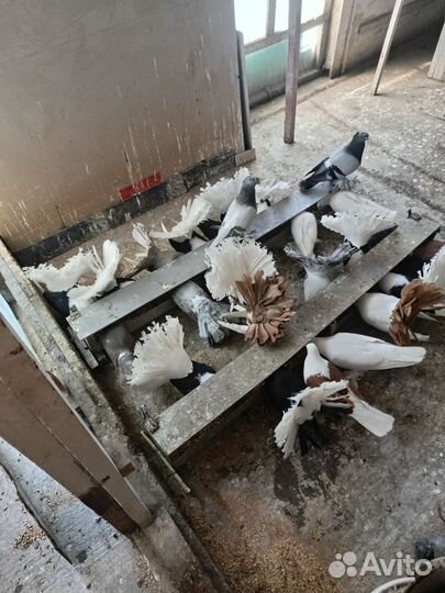 Продажа лишних голубей