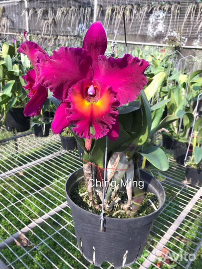 Орхидея Каттлея.Village Chief Tearoom