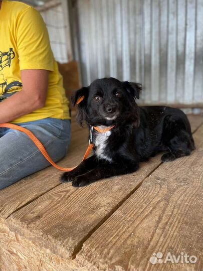 Собака в добрые руки из отлова