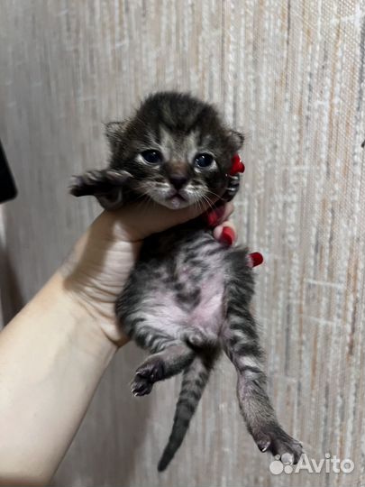 Котята бесплатно